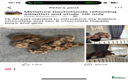 Miniature Dachshund dogs for sale: Adorable chocolate and tan & chocolate dapple - Image 2