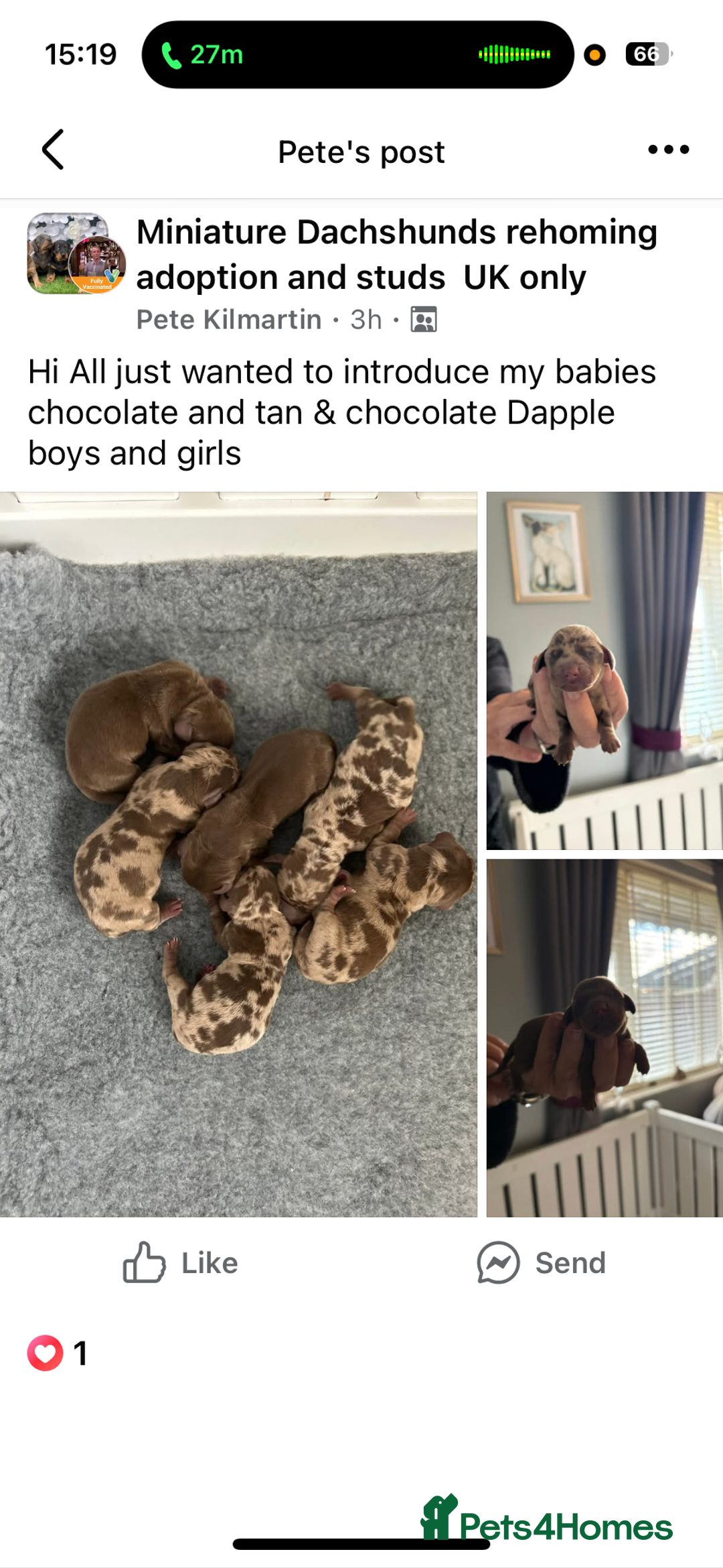 Miniature Dachshund dogs for sale: Adorable chocolate and tan & chocolate dapple - Image 2