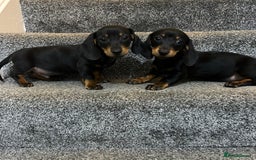 Miniature Dachshund dogs for sale: Beautiful mini dachshunds  - Image 11