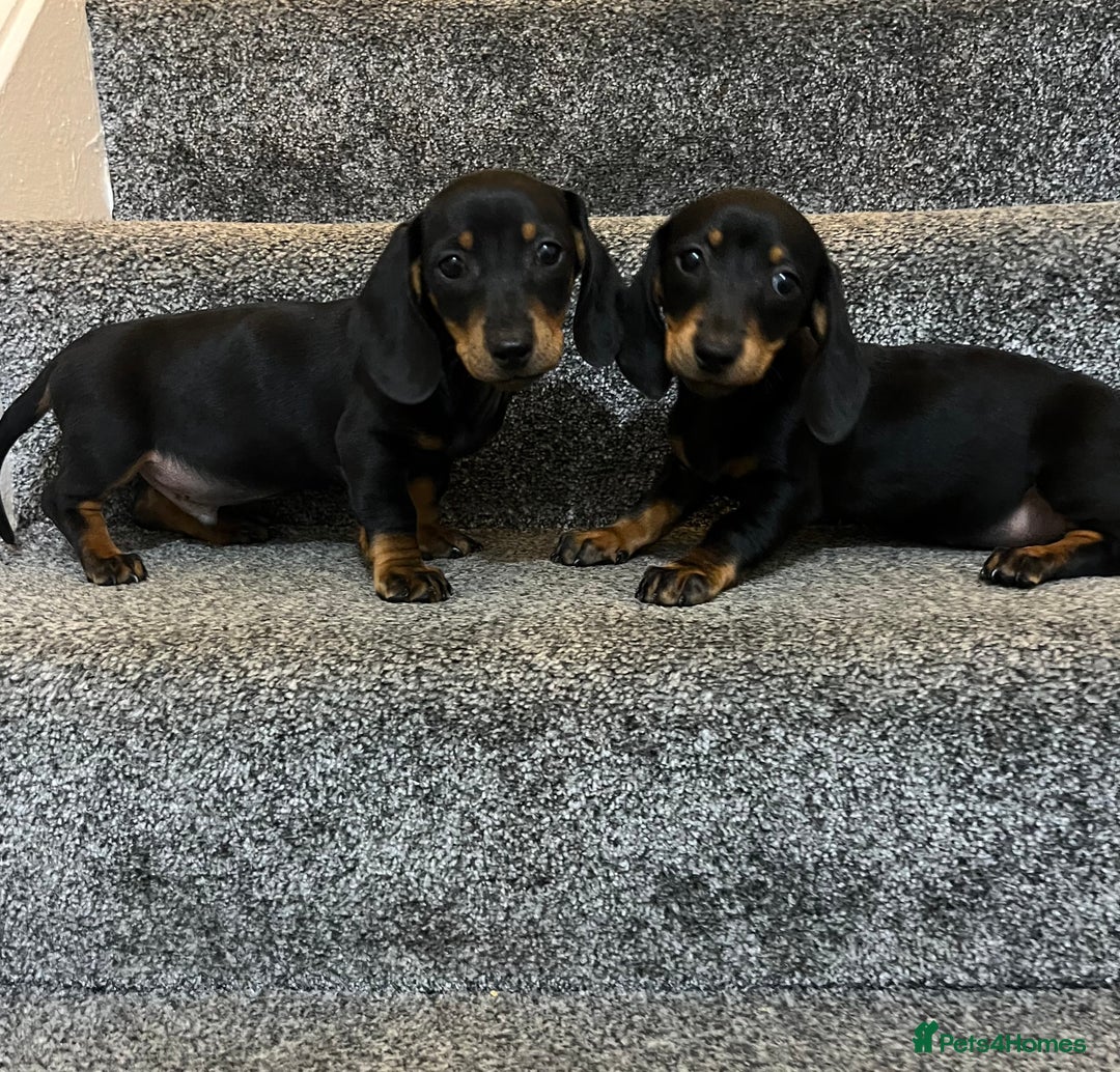 Miniature Dachshund dogs for sale: Beautiful mini dachshunds  - Image 11