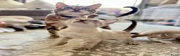 Bengal cats for sale: Beautiful bengal  - Advert 23