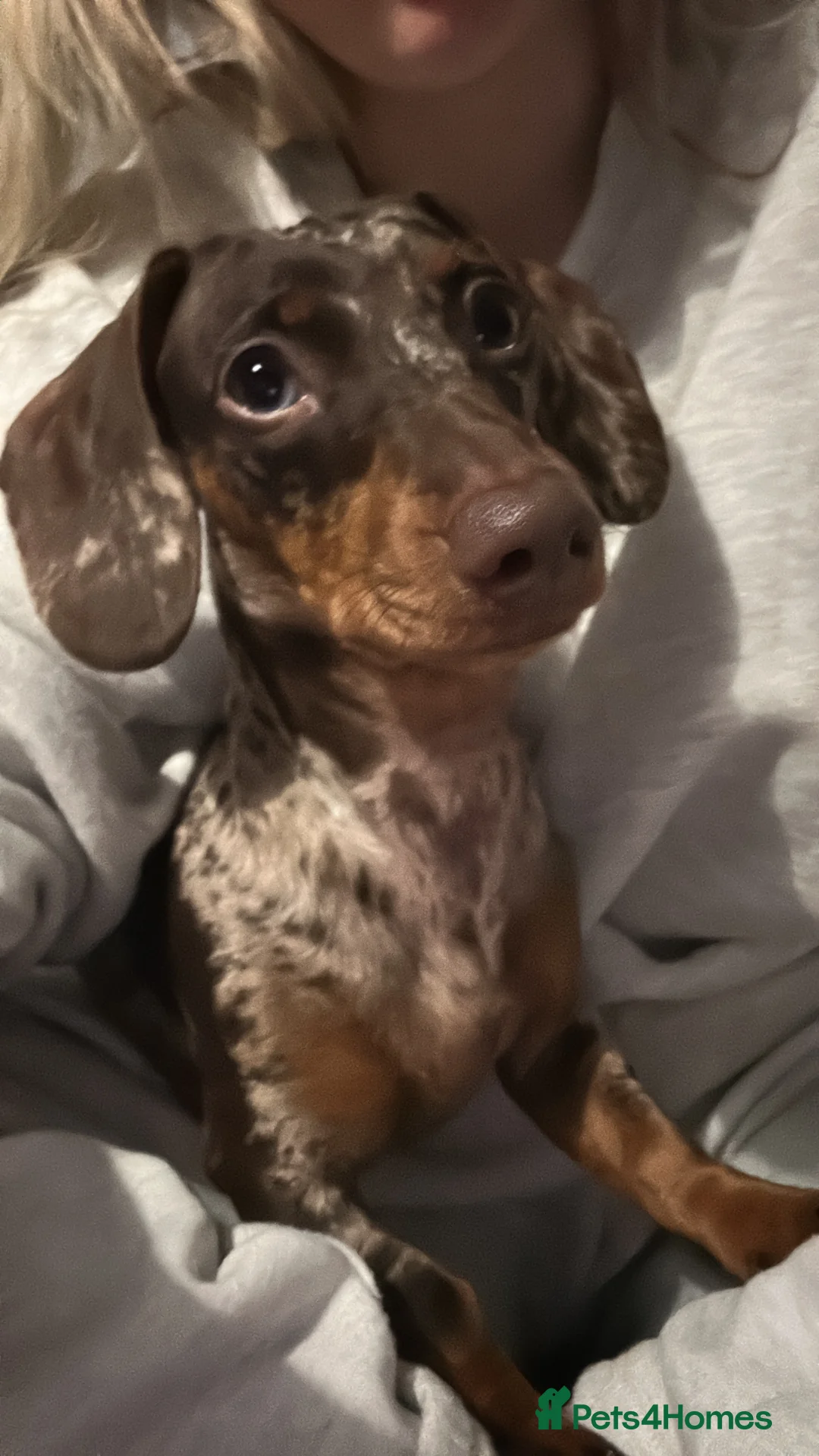 Miniature Dachshund dogs for sale: Bambi - Advert 3