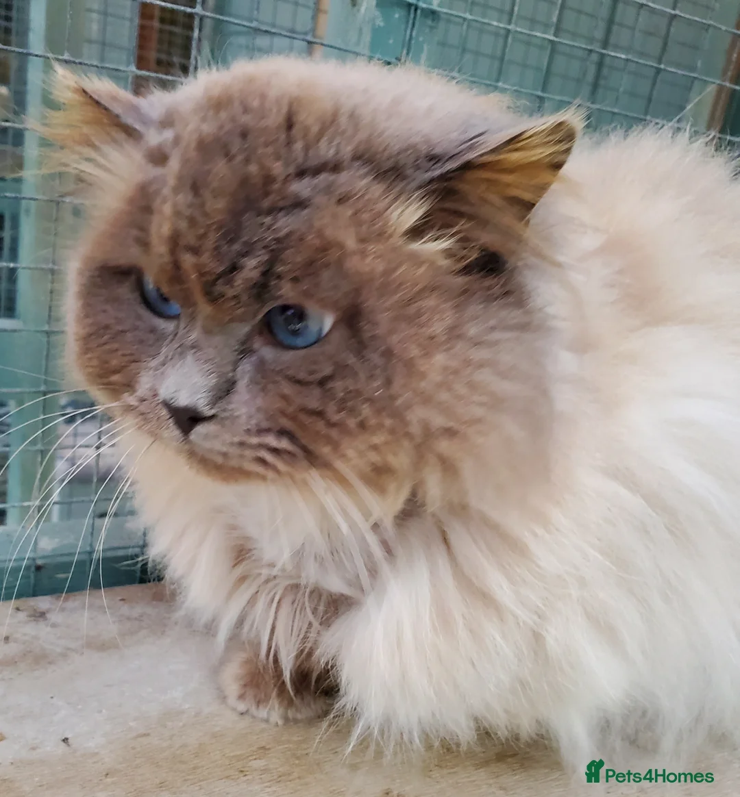 Ragdoll cats for stud: 3 Beautiful Gentle Ragdoll Studs in Bodmin - Advert 2