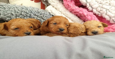 Mixed Breed dogs - Advert 7