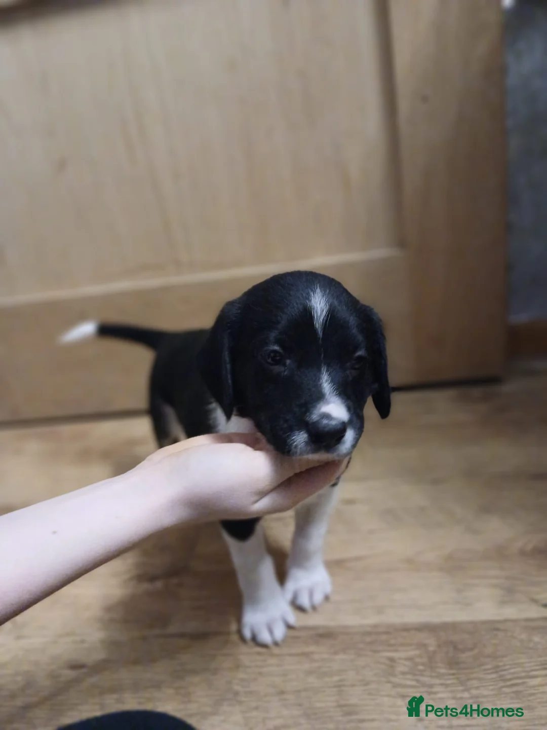 Mixed Breed dogs for sale: Beautiful Collie x Sprocker Puppies - Advert 9