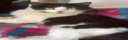 British Longhair cats for sale:  **   - Advert 4