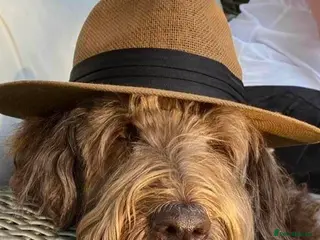 Goldendoodle dogs LAST 4 LARGE PREMIUM MULTIGEN DOUBLE DOODLES 🐾🐾 - Advert 6