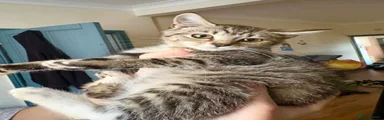 Tabby Girl