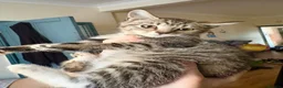 Mixed Breed cats for sale: Little ones are looking for loving home - Advert 15