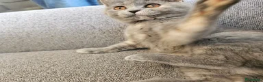British Shorthair 2