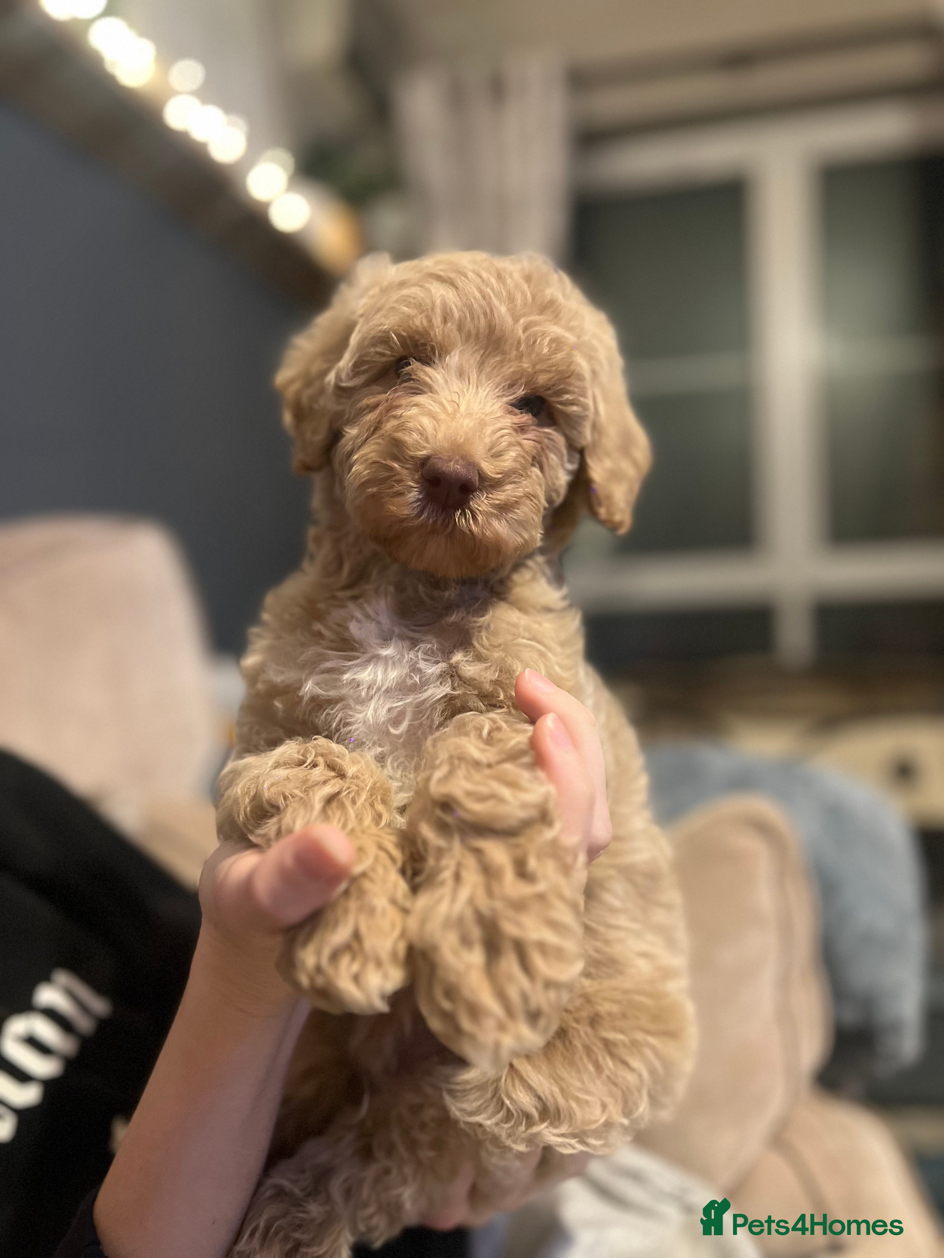 Mixed Breed dogs ⭐️Just 1 male left ⭐️Exceptional Double Doodle ⭐️ - Advert 4