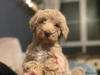 Mixed Breed dogs ⭐️Just 1 male left ⭐️Exceptional Double Doodle ⭐️ - Advert 8