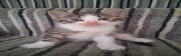 Mixed Breed cats for sale: 6 Gorgeous kittens - Advert 13