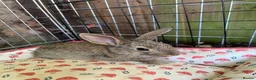 Mixed Breed rabbits for sale: Mixed Gender Rabbits - Advert 6