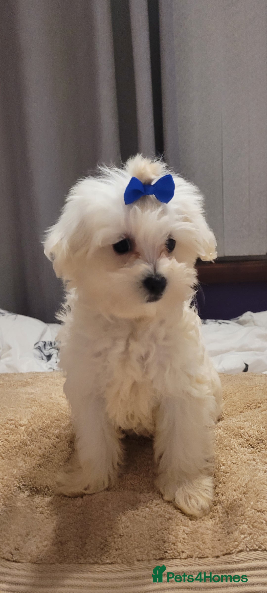 Maltipoo dogs for sale: Olivia M  - Advert 4