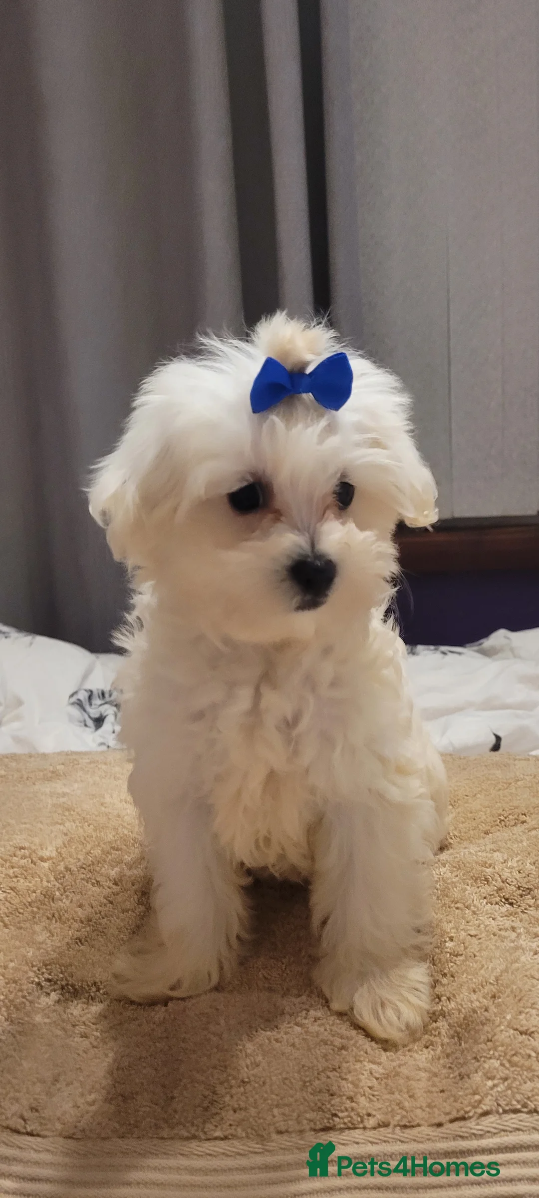 Maltipoo dogs for sale: Olivia M  - Advert 6