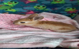 Mixed Breed rabbits for sale: Baby rabbits for sale  - Image 7