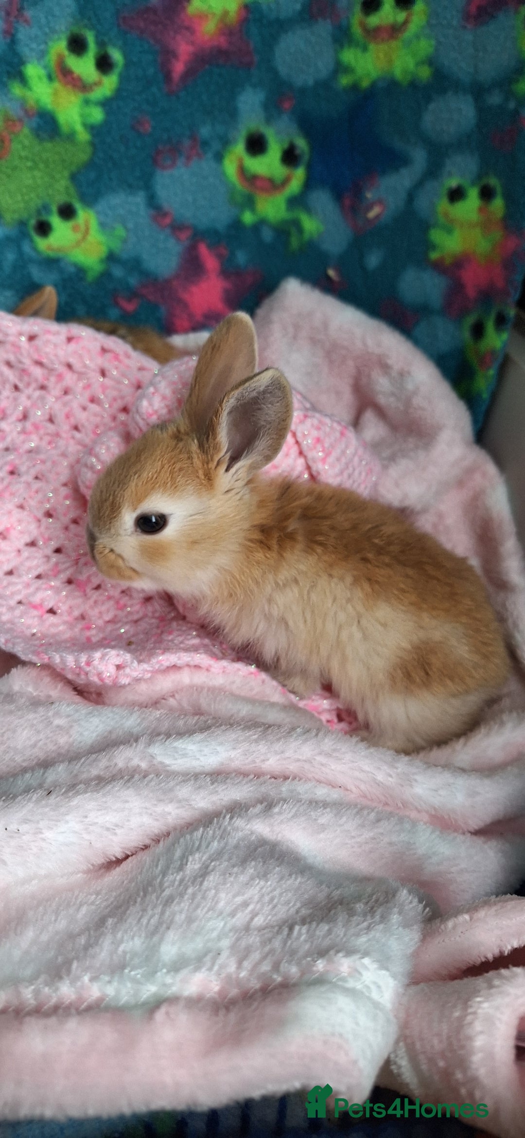 Mixed Breed rabbits for sale: Baby rabbits for sale  - Image 7