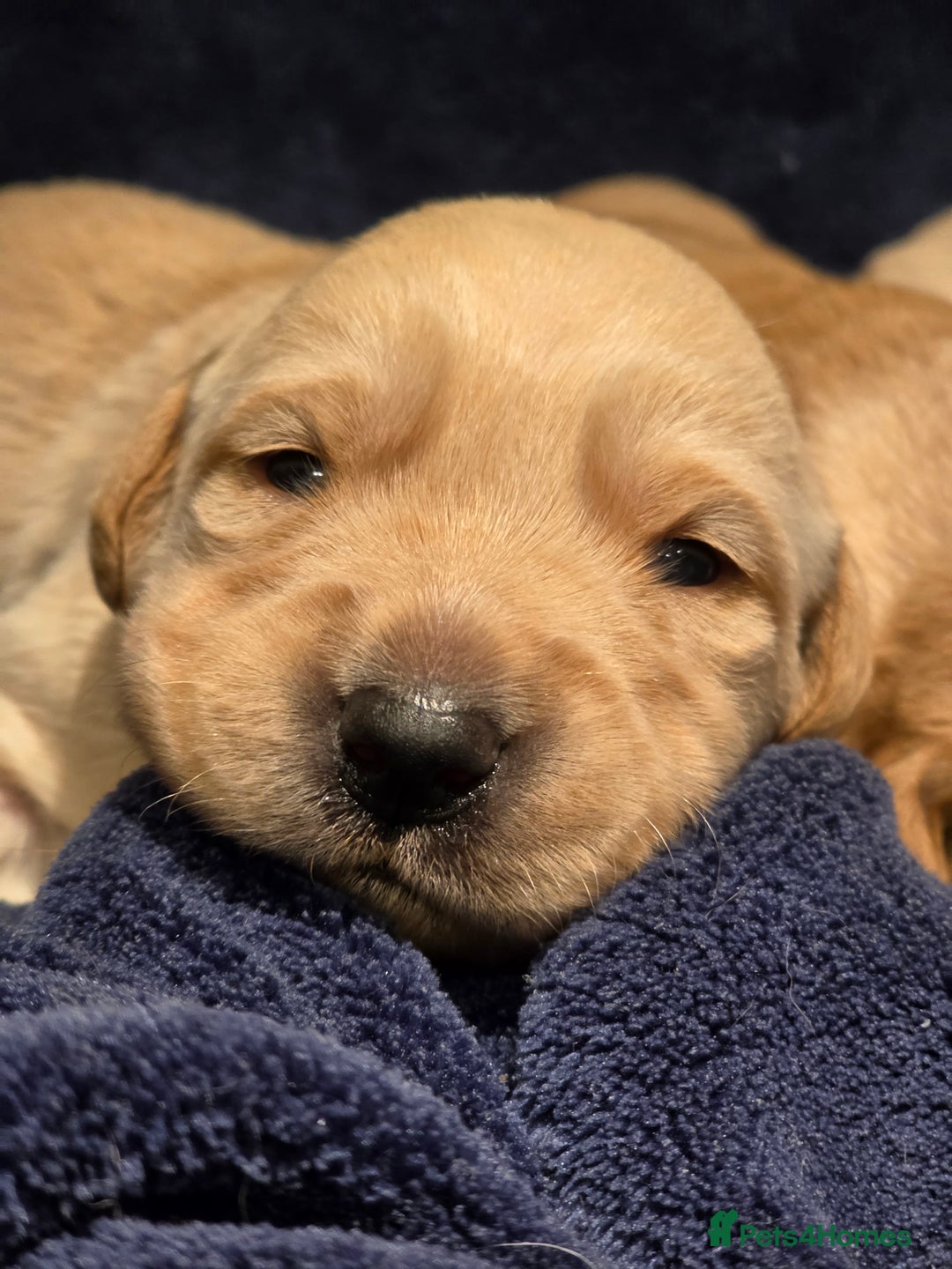 Goldador dogs for sale: Home-Raised Goldador Puppies Ready Soon 🐶 - Advert 4