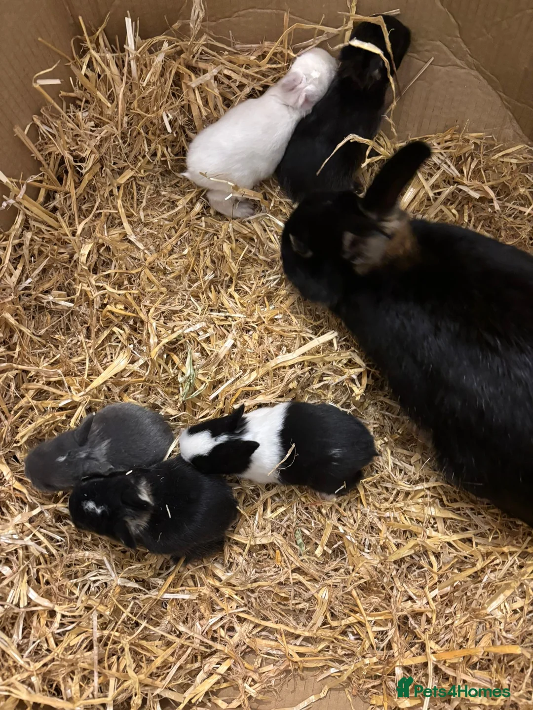 Netherland Dwarf rabbits for sale: Netherland Dwarf Bunnies  - Advert 3