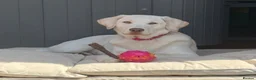 Labrador Retriever dogs for sale: Champagne Labrador waiting list in Leigh - Advert 4