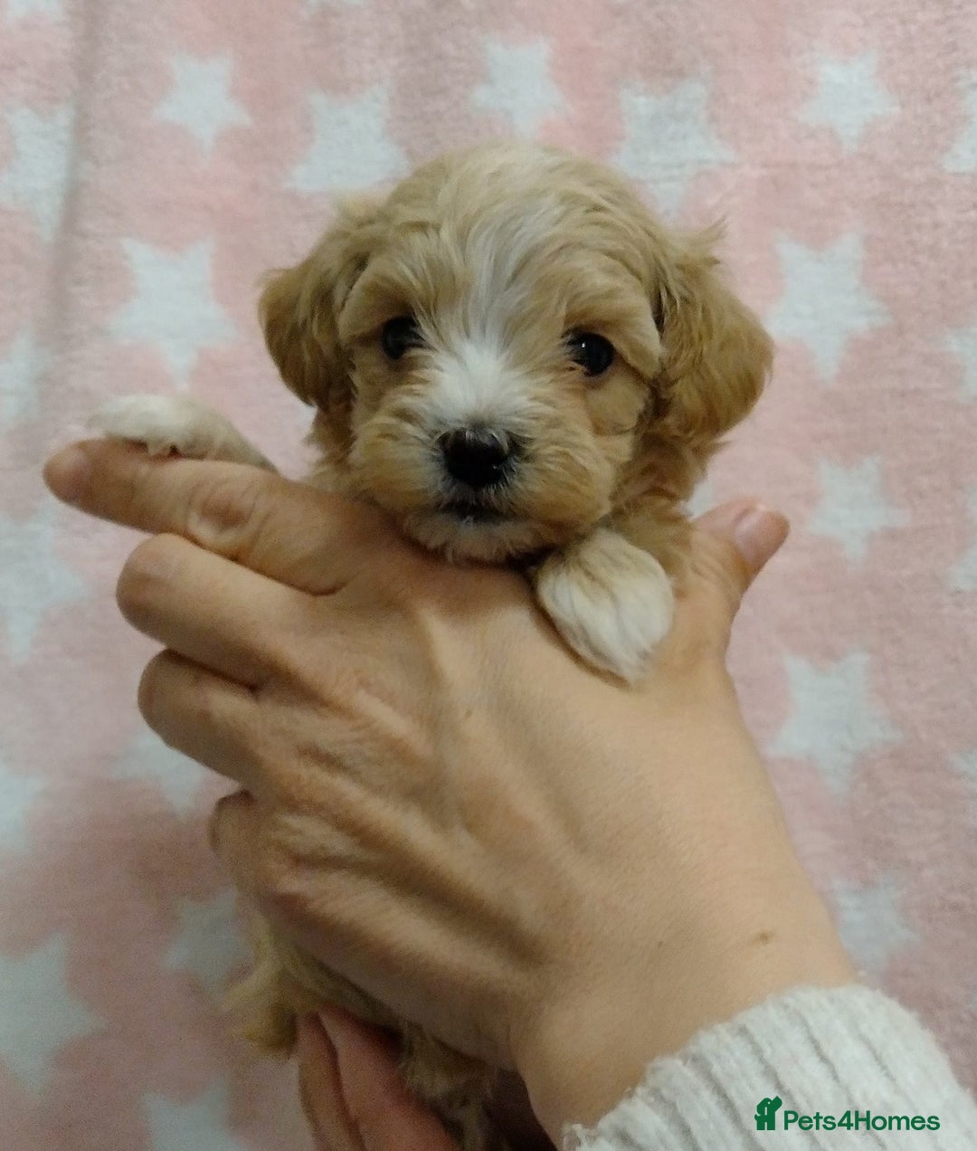 Maltipoo dogs for sale: Wait List Open F1 Genuine Toy Maltipoo - Image 7