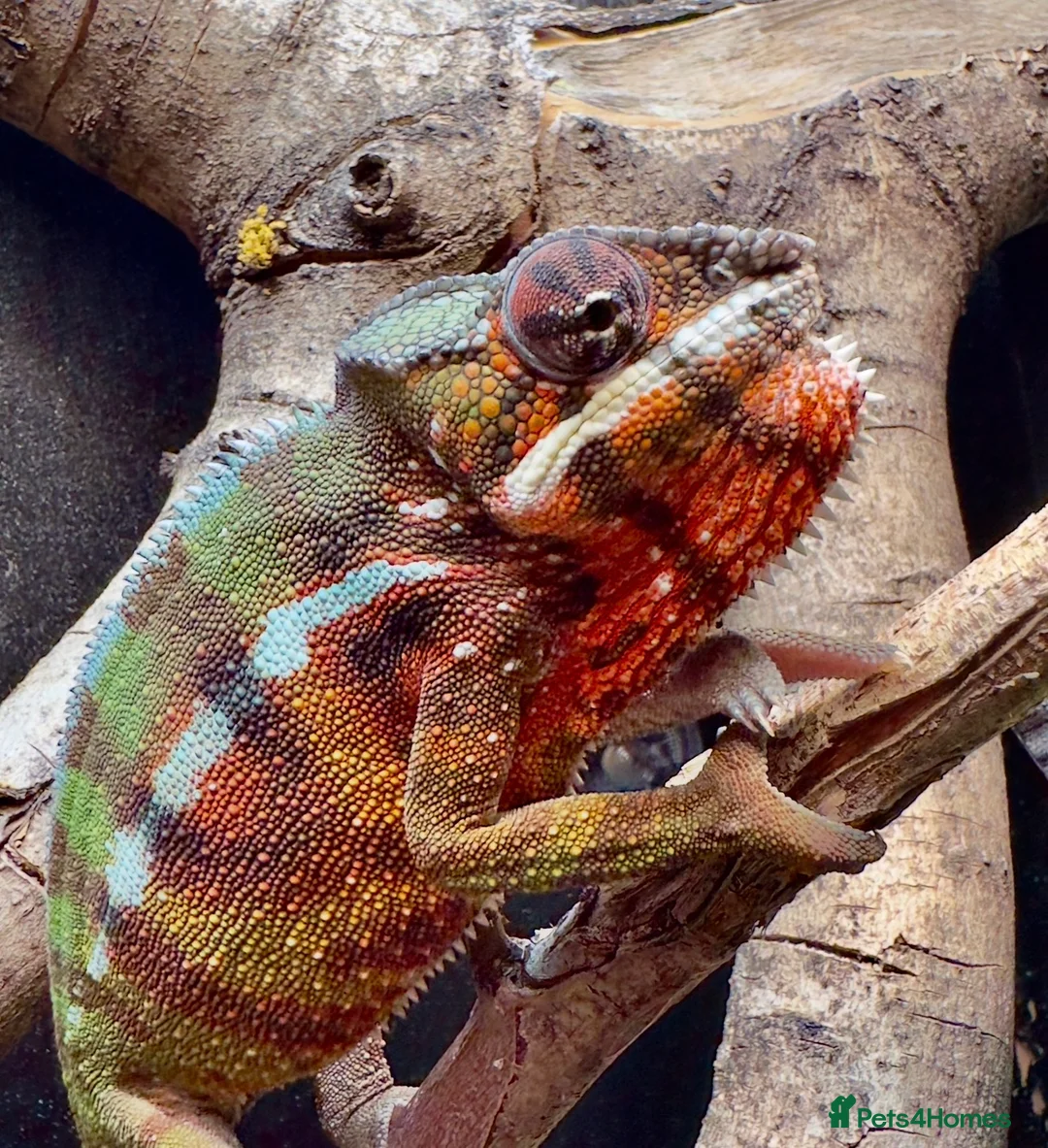 Lizard reptiles for sale: Panther Chameleon Adult Male - Advert 4