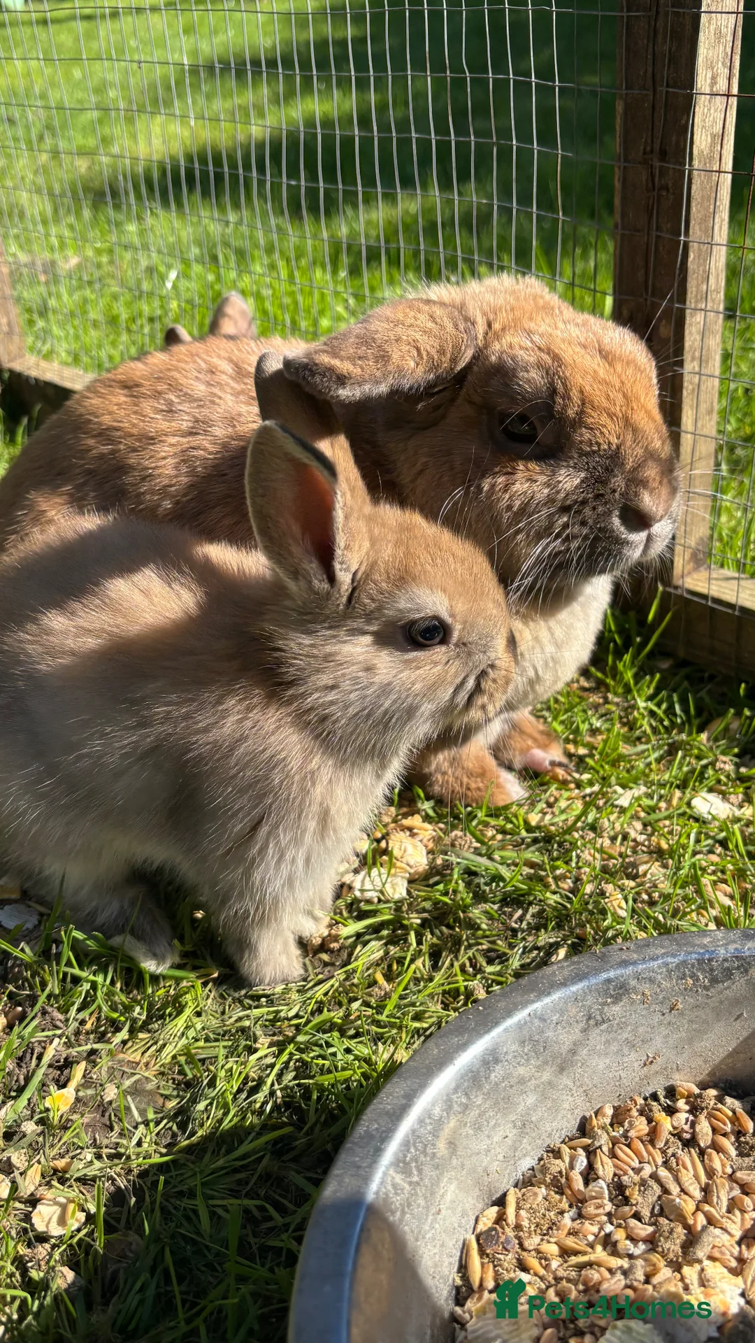 Mixed Breed rabbits for sale: Mini Lop CROSS Netherland. - Advert 10