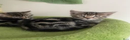 Bengal cats for sale: Bengal x kittens - Advert 7