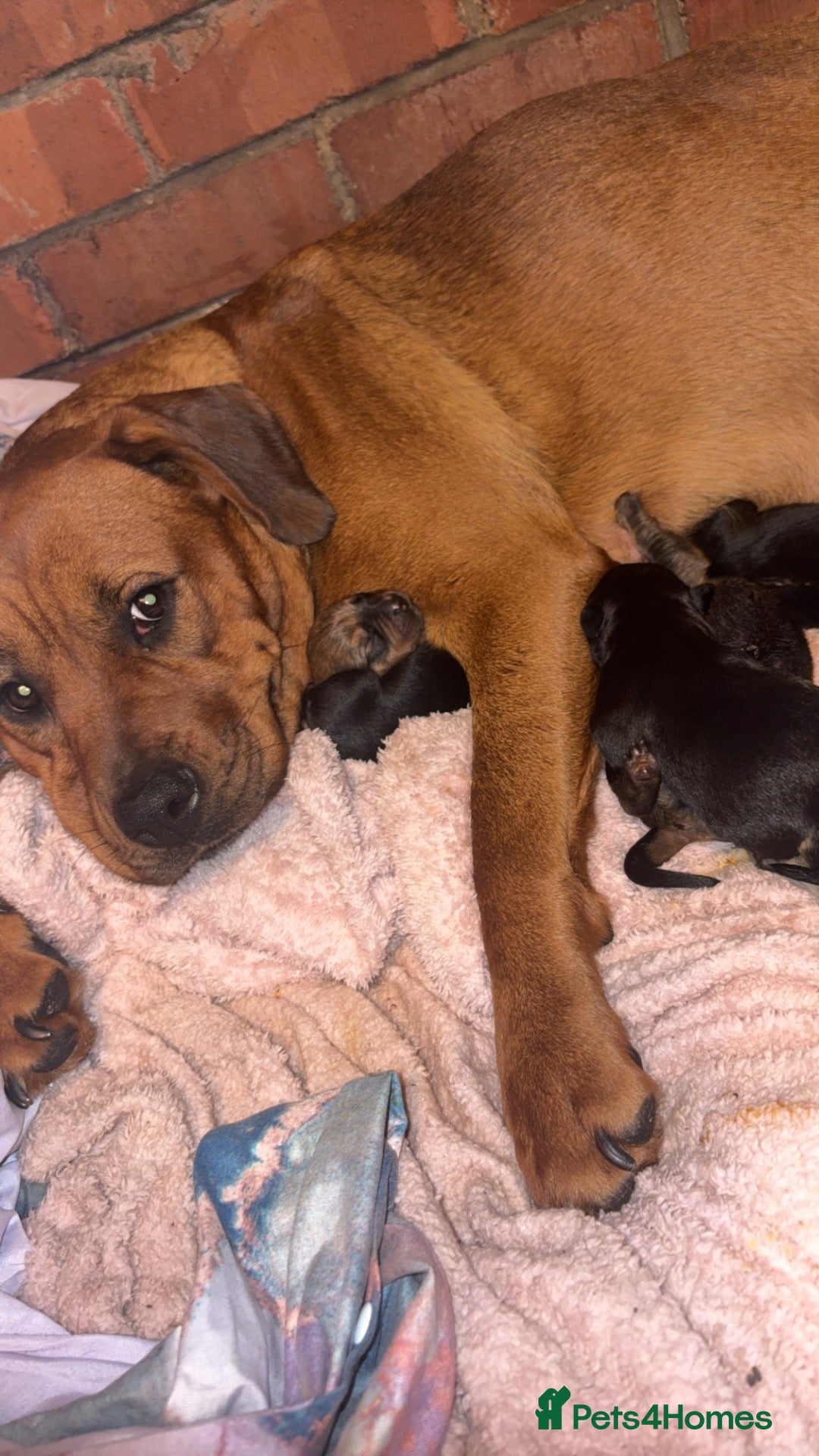 Boxweiler dogs for sale: Boxwiller  - Advert 1
