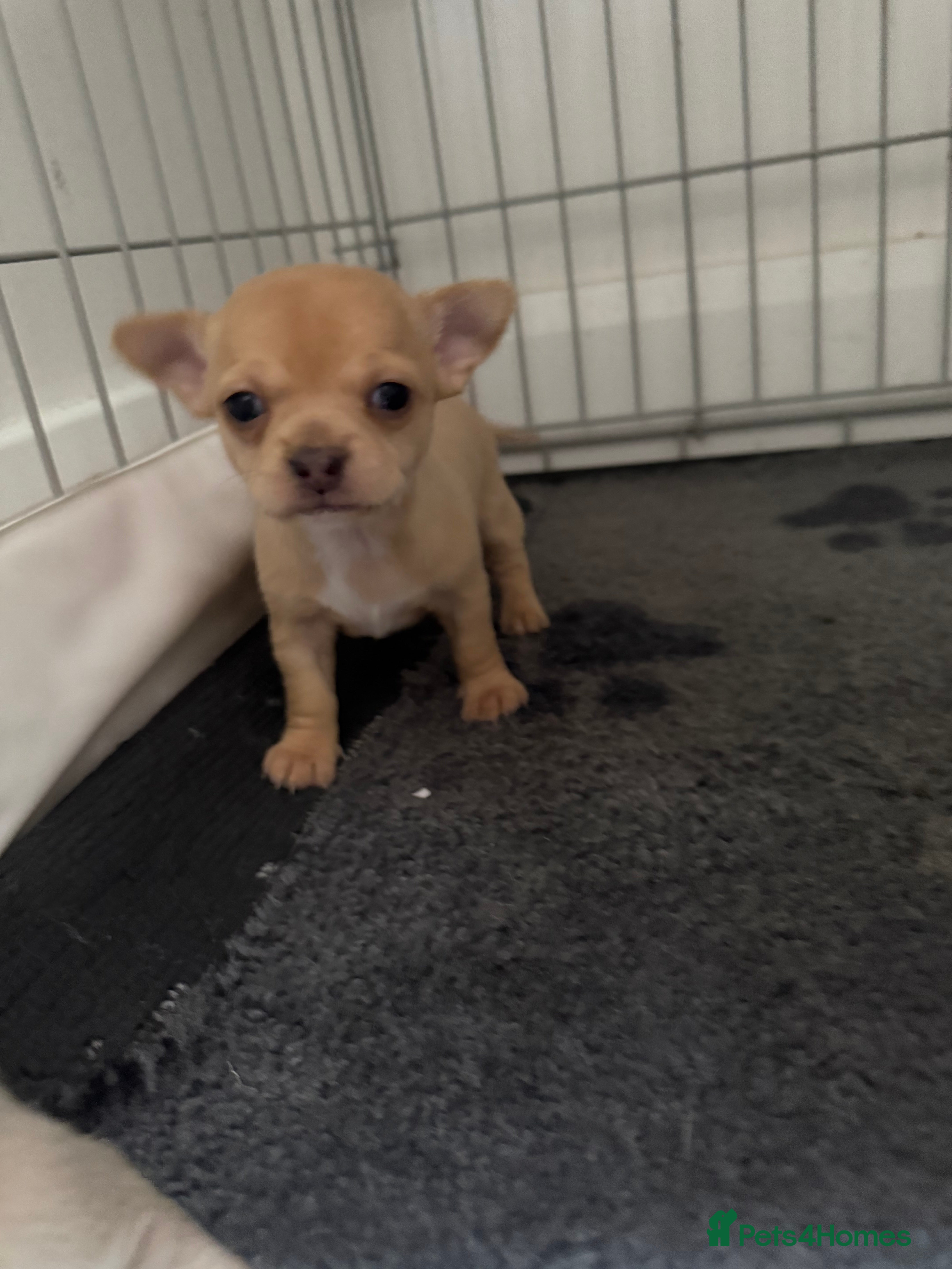 Chihuahua dogs STUNNING LILAC & TAN BOYS FOR SALE  - Advert 3