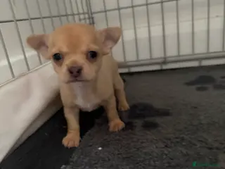 Chihuahua dogs STUNNING LILAC & TAN BOYS FOR SALE - Advert 10