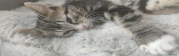 Mixed Breed cats for sale: Beautiful soft loving kitten  - Advert 21