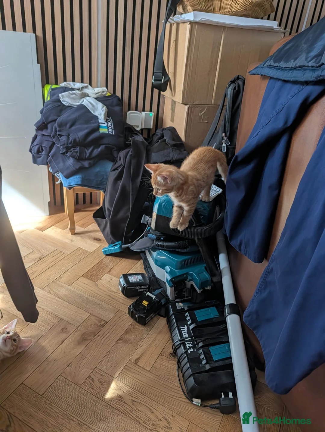 Toyger cats for sale: 3 Baby Toyger Kittens for sale £700 per kitten.  in London - Advert 2