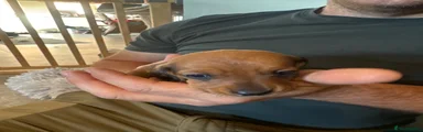 Miniature Dachshund 2