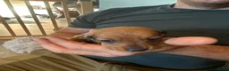 Miniature Dachshund dogs for sale: KC Registered miniature dachshund  - Advert 3