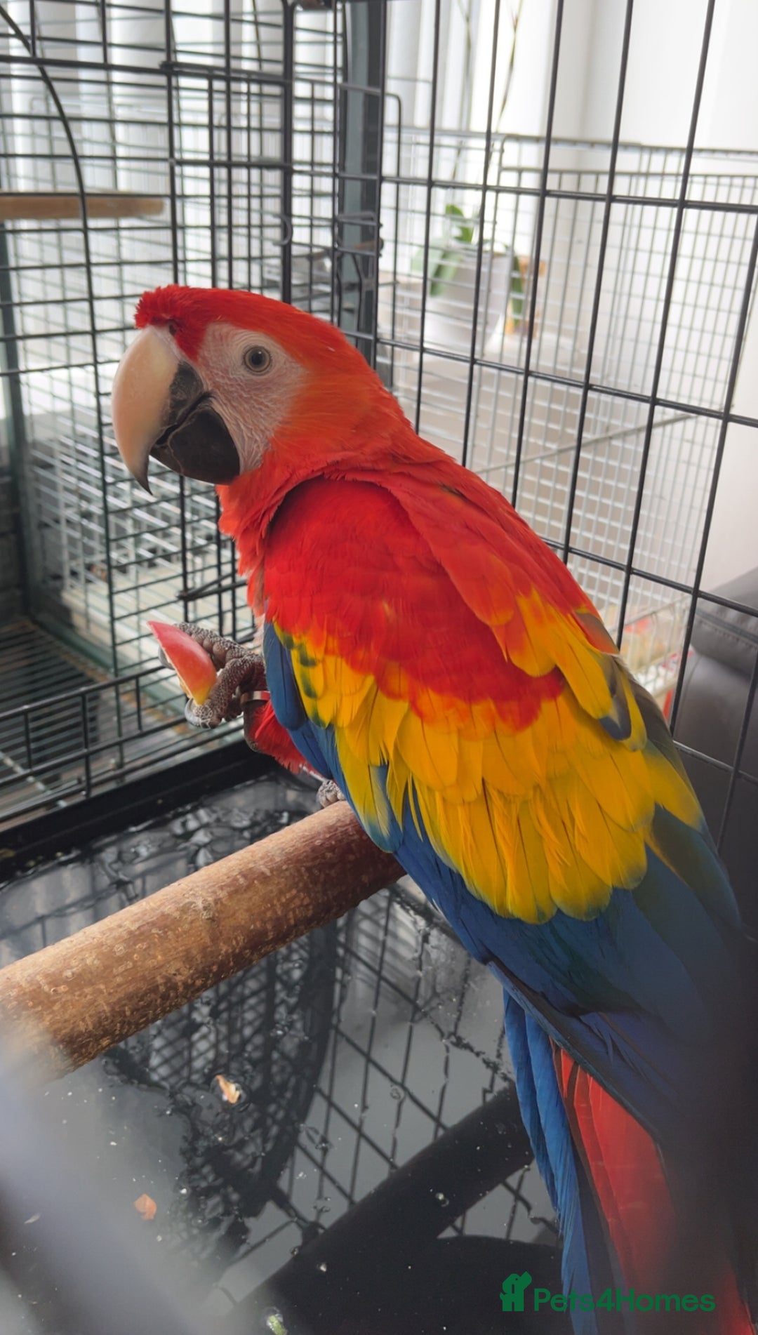 Macaws birds for sale: BABY MALE SCARLET MACAW WITH CITIES AND DNA PAPERS - Image 10