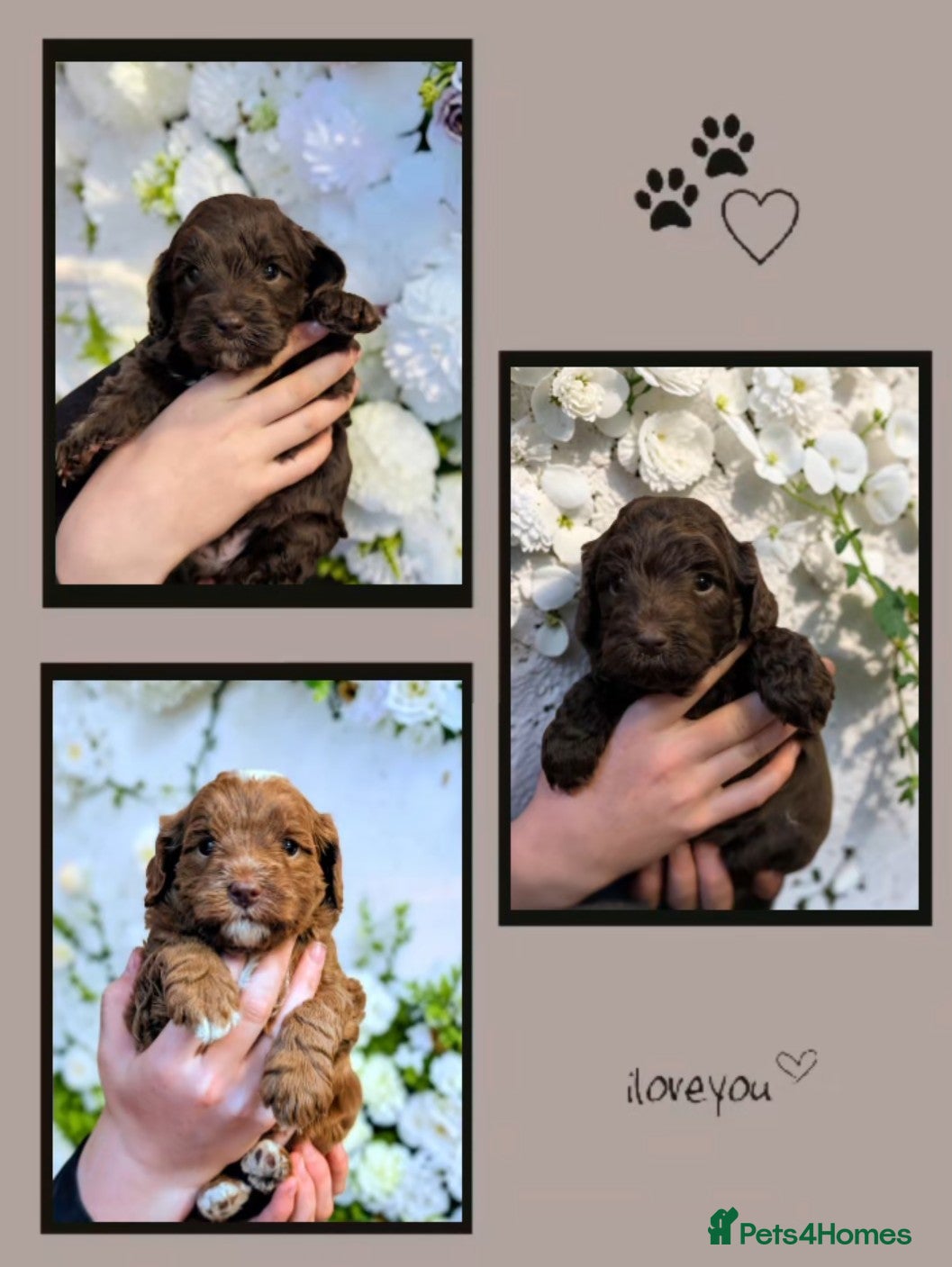 Australian Labradoodle dogs for sale: One Australian Labradoodle male puppy available  in Inverness - Advert 1