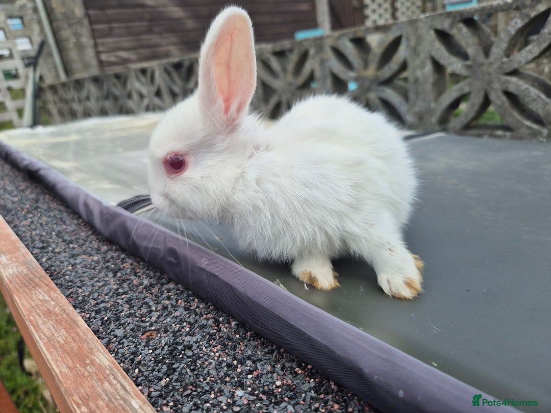 Netherland Dwarf rabbits for sale: 1x9 week male rabbit - Image 4