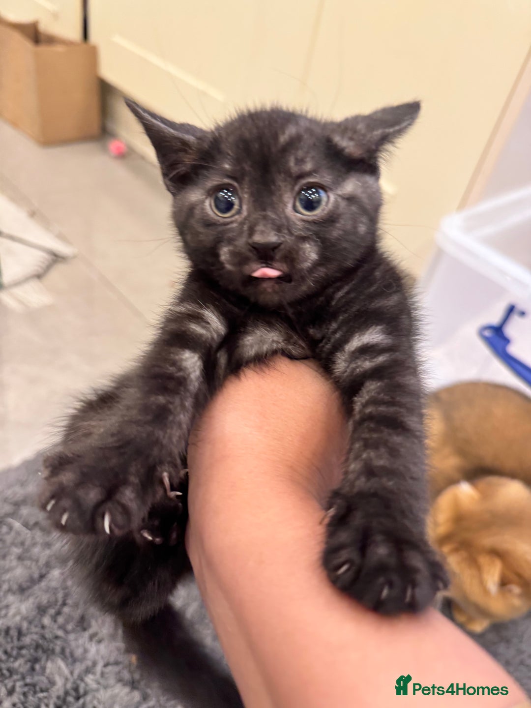 Bengal cats for sale: Bengal x British short hair kittens ready soon 15t - Advert 19