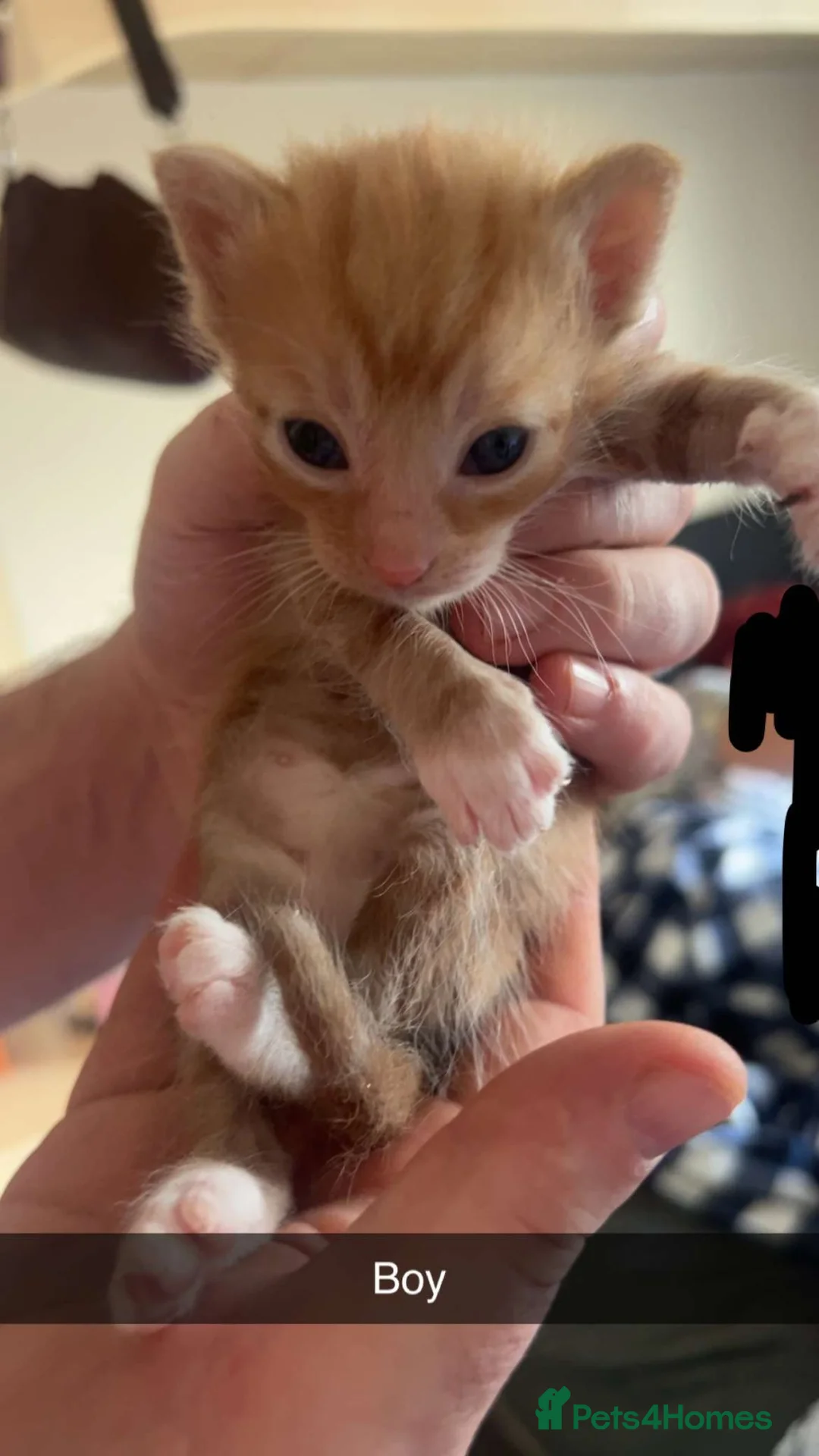 Mixed Breed cats for sale: Ginger kittens in Manchester - Advert 2