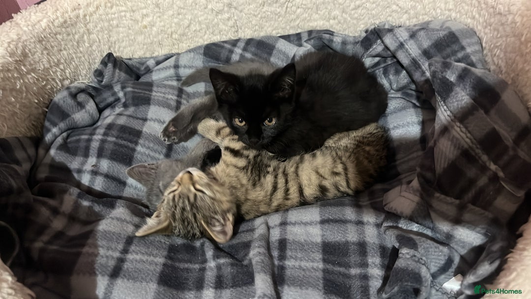 British Shorthair cats for sale: Kittens looking for home  - Advert 5