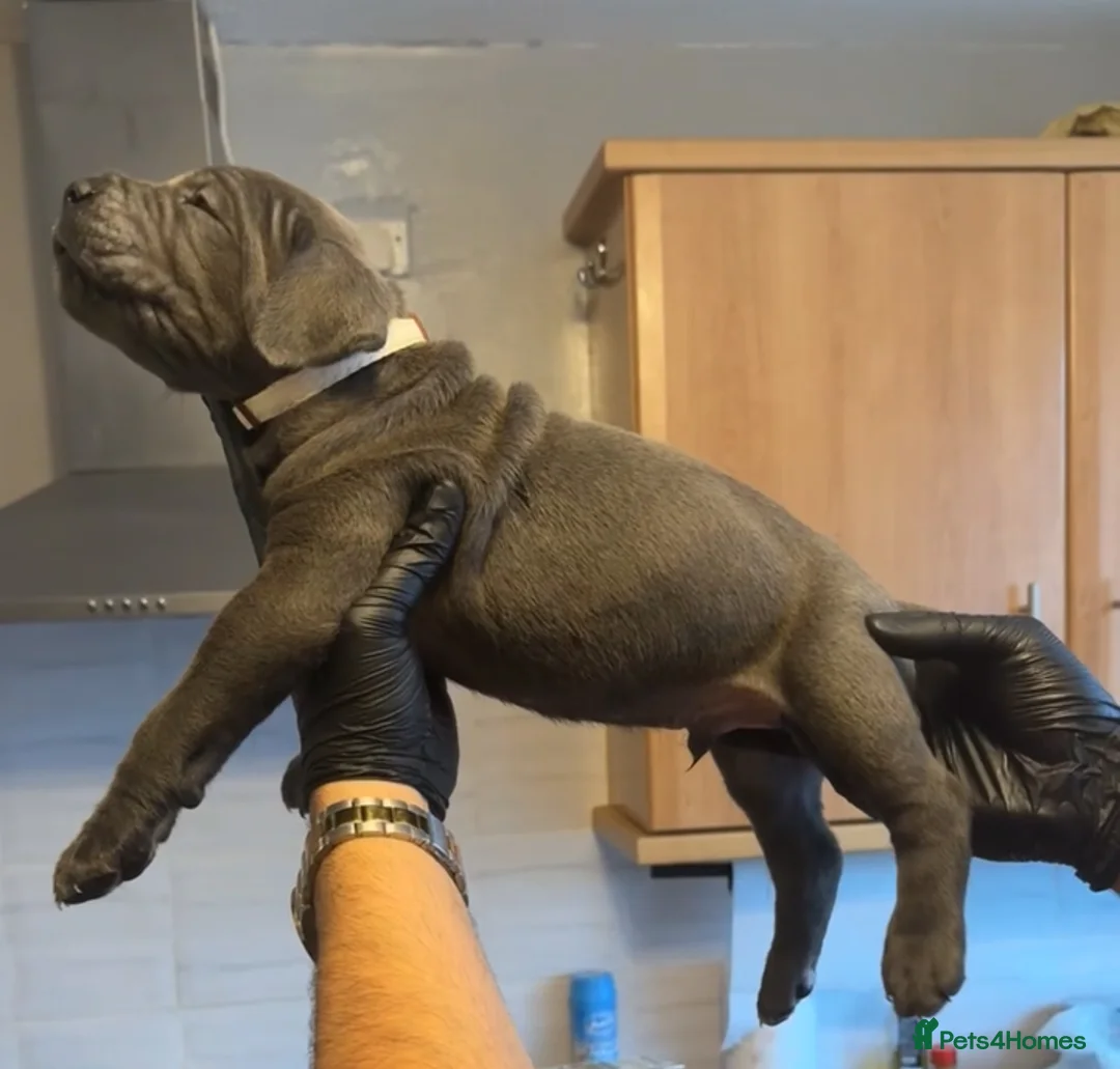 Cane Corso dogs for sale: Pure Blue Cane Corso puppies for sale - Advert 25