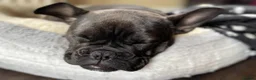 Mixed Breed dogs for sale: French bulldog looking forever home in Newport - Advert 3