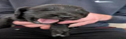 Cockapoo dogs for sale: Black Cockapoo pups with tiny white markings  in Bolton - Advert 3