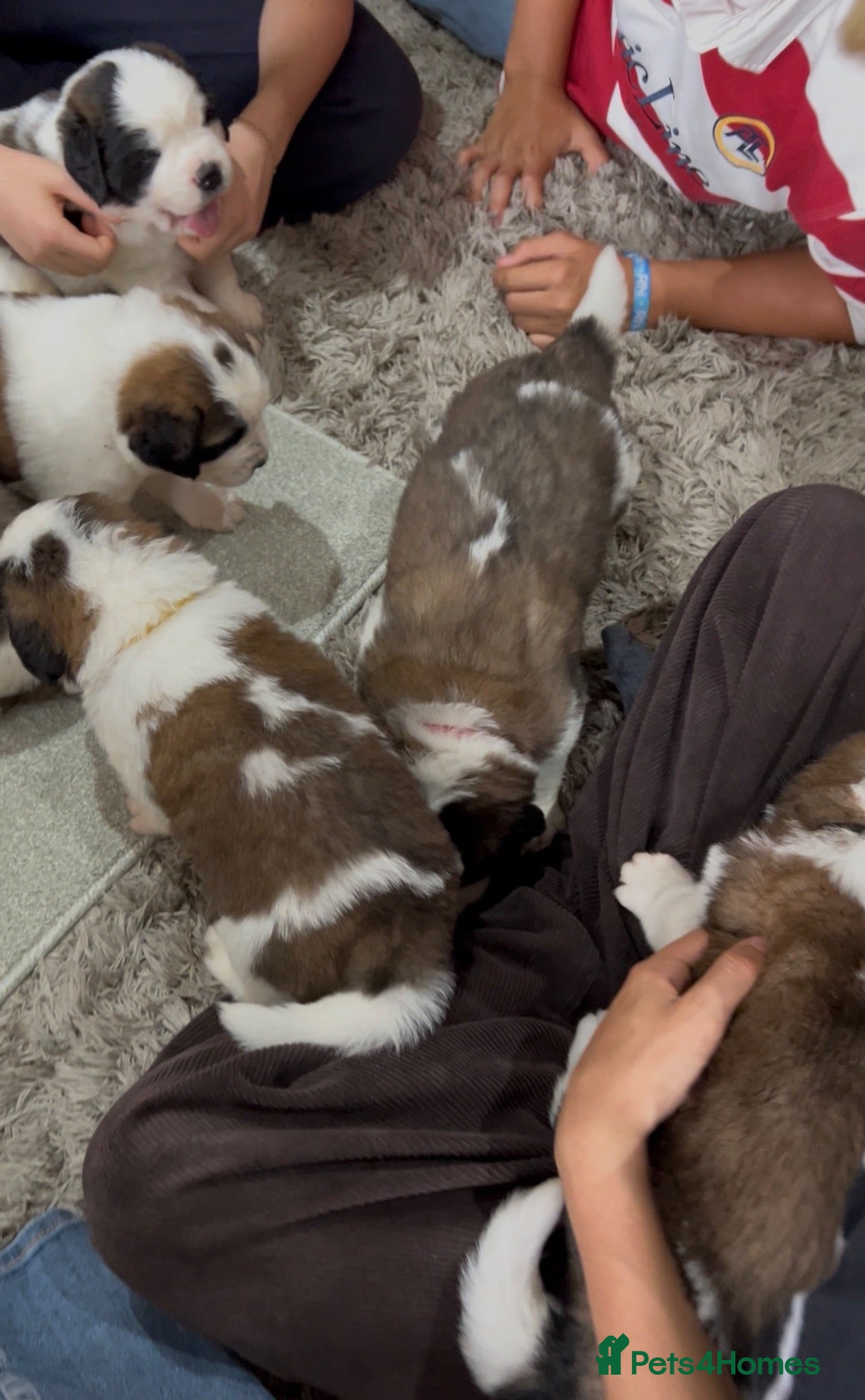Saint Bernard dogs Beautiful KC registered show quality Puppies.  - Advert 2