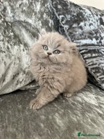 British Shorthair cats - Advert 15