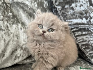 British Shorthair cats - Advert 19