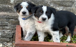 Border Collie dogs for sale: Unique Tri colour and piebald Border Collies  - Image 26
