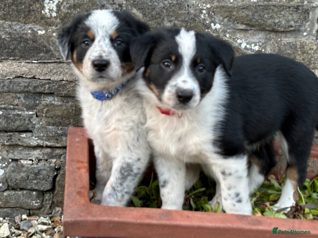 Border Collie dogs for sale: Unique Tri colour and piebald Border Collies  - Image 26
